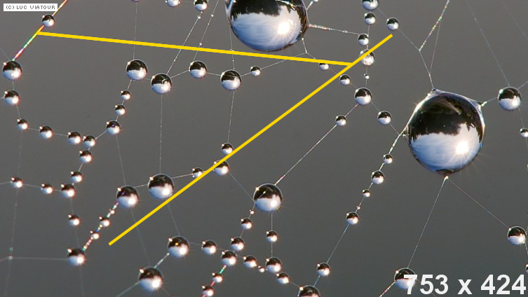 Yellow lines on spiderweb