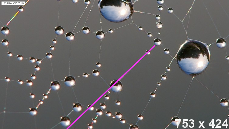 Spiderweb with pink line