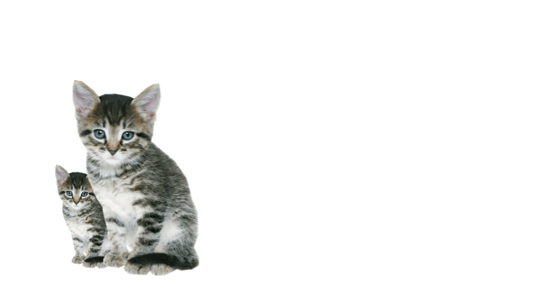 Cat pictures